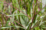 Narrowleaf evening-primrose